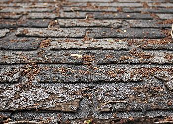 T-Roys Relief Roofing Images